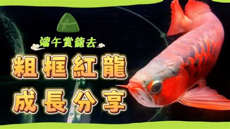 養紅龍|｜龍魚｜成長分享～紅龍魚怎麼養才會紅 ..